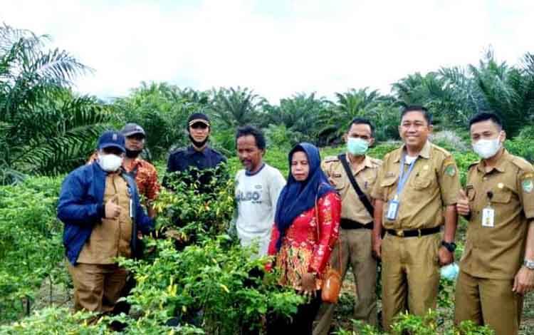 Plt Kadis Nakertrans kop dan UKM Barito Utara M Mastur dan jajarannya saat berada disalah satu kebun tanaman cabai milik petani