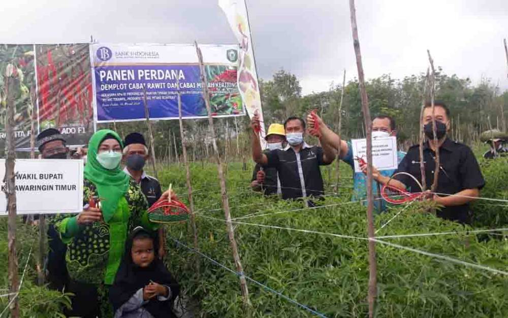 Wakil Bupati Kotim, Irawati bersama perwakilan dari Dinas Pertanian dan BI Kalteng, saat melakukan panen perdana demplot cabai yang dikembangkan Poktan Margo Mulyo Pasir Putih