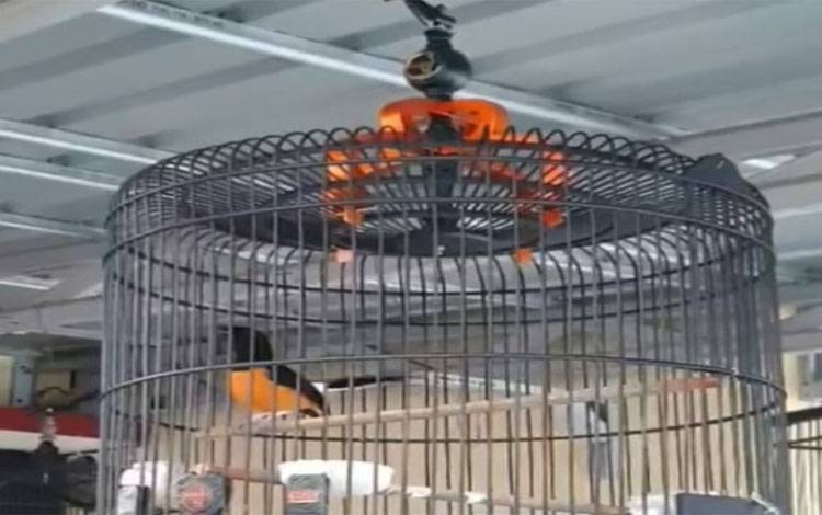 Burung murai milik warga yang hilang dicuri maling. Area lampiranSekda Kalteng Minta Lakukan Patroli Secara Rutin Pada Daerah Rawan Karhutla