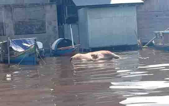 Bangkai seekor sapi tampak mengambang di DAS Kapitan, Kumai.