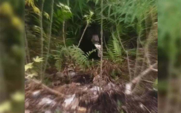 Beruang tertangkap kamera sedang memakan sampah di belakang rumah warga di Perumahan Wengga Metropolitan.?
