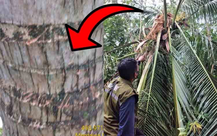 BKSDA Pos Jaga Sampit saat meninjau lokasi kemunculan beruang dan memberikan imbauan kepada masyarakat