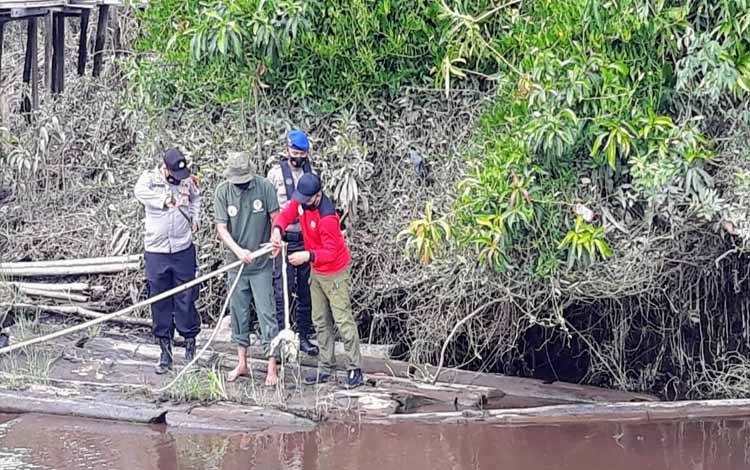 Petugas BKSDA memasang pancing buaya di Desa Pelangsian