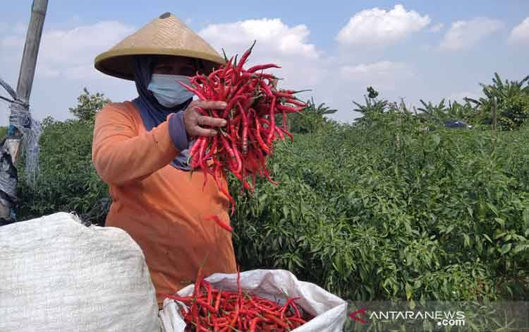 Seorang petani cabai di Desa Kesambi, Kecamatan Mejobo, Kabupaten Kudus, Jawa Tengah, menunjukkan cabai hasil panennya. (ANTARA/Akhmad Nazaruddin Lathif)