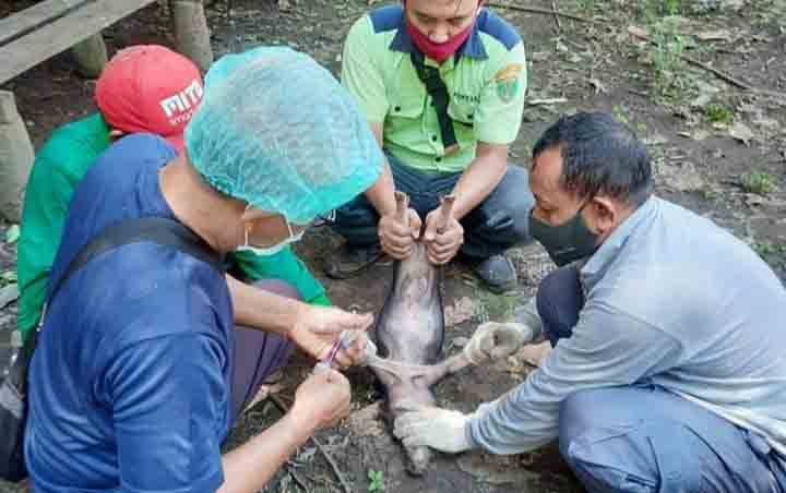Dokter Hewan Akhmad Rizaldi saat melakukan penanganan ternak babi.