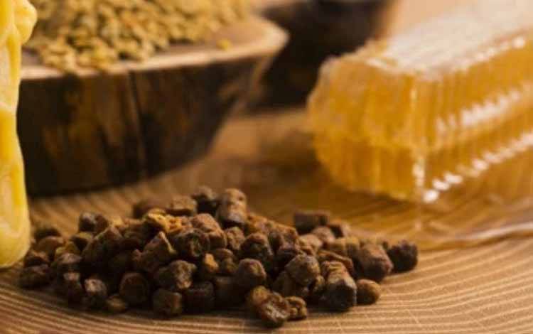 Ilustrasi propolis lebah