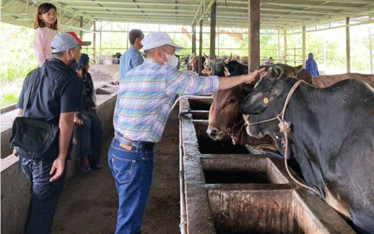 Kepala Dinas Pertanian Barito Utara Syahmiludin A Surapati saat melakukan kaji terap di peternakan sapi di Palangka Raya.