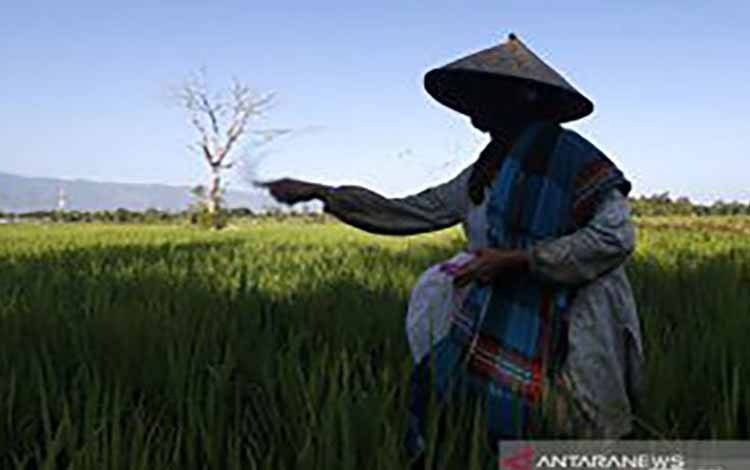 Petani menabur pupuk pada tanaman padi
