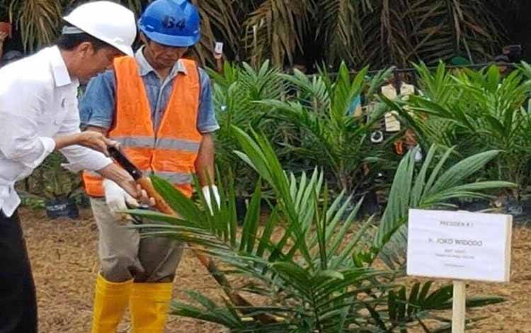 Presiden RI Joko Widodo (kiri) saat melakukan penanaman bibit kelapa sawit