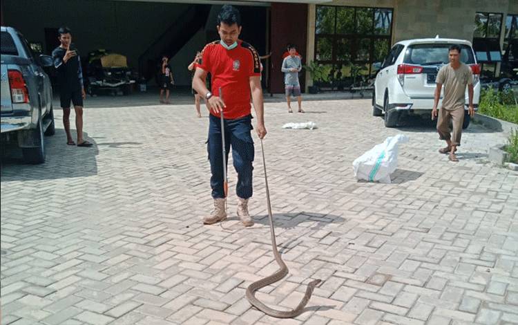 Anggota Damkar Kobar sedang melakukan penangkapan seekor King Cobra yang sempat bersembunyi dalam kap mesin mobil milik warga.