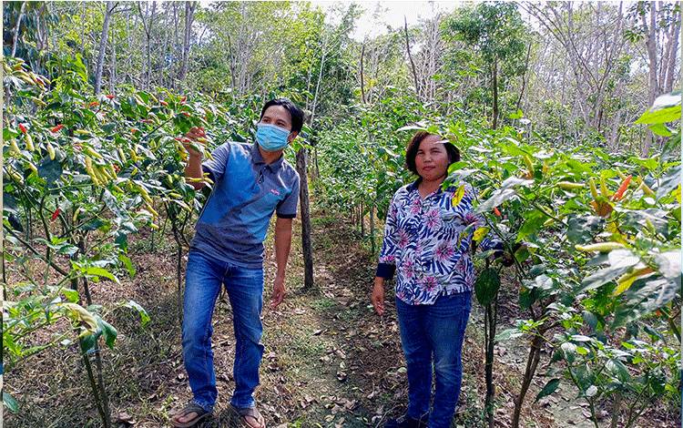 Koordinator BPP Kecamatan Awang, Galura bersama PPL memeriksa budidaya tanaman cabai pada Kelompok Tani Damuran Subur di Desa Pianggu.