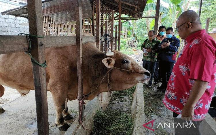 Kepala Dinas Tanaman Pangan, Hortikultura, dan Peternakan Kalimantan Tengah Riza Rahmadi mengecek sapi yang disiapkan untuk kurban Presiden pada Hari Raya Idul Adha 2022 di Kota Palangka Raya, Kamis, (9/6/2022). (ANTARA/Muhammad Arif Hidayat)