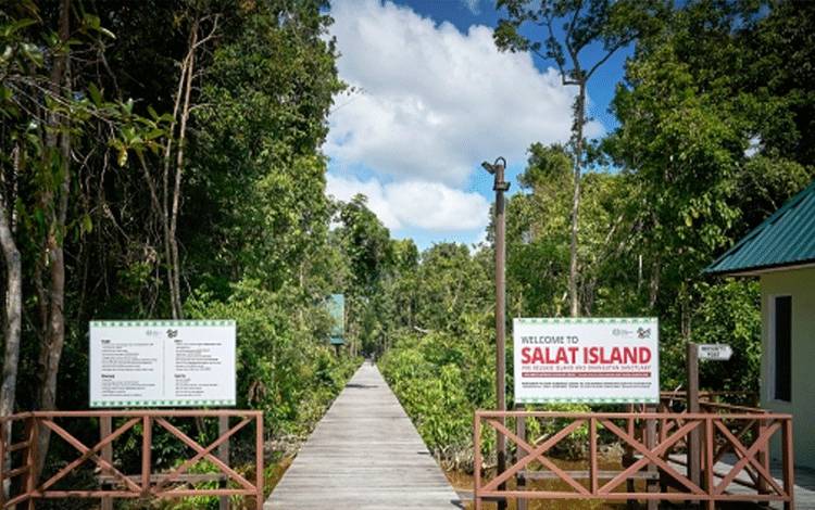Pulau Salat, pusat konservasi dan pra-pelepasliaran orangutan milik PT SSMS Tbk.