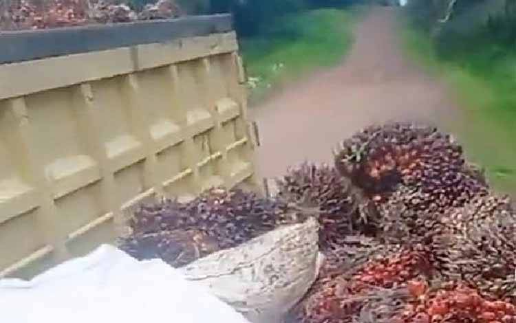 Pengangkutan kelapa sawit dari pemanen ke dalam truk angkutan