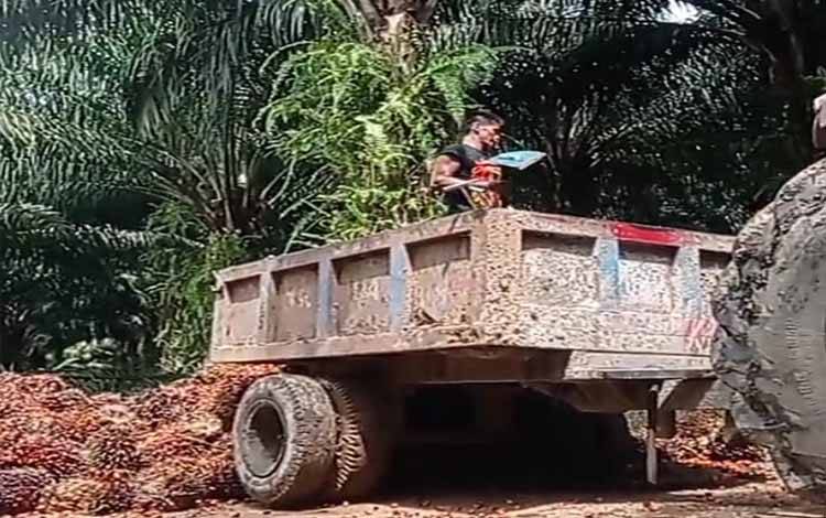 Pengangkutan tandan buah segar atau TBS kelapa sawit di perkebunan sawit