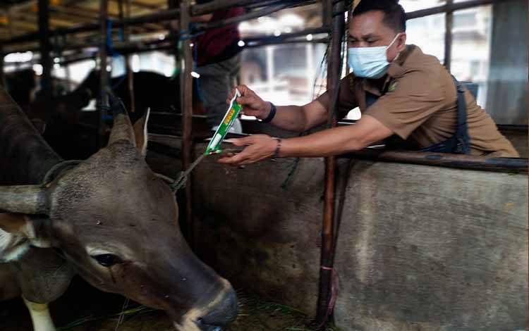Kepala Bidang Kesmavet, DPKP Kota Palangka Raya, Sumardi memasang neck tag kepada sapi yang dinyatakan sehat dan bebas dari PMK.