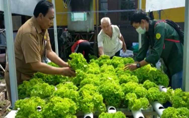 Ketua Kwarcab Pramuka Kapuas Suwarno Muriyat saat panen budidaya tanaman hidroponik di halaman Sanggar Pramuka. (FOTO: DISDIK KAPUAS)