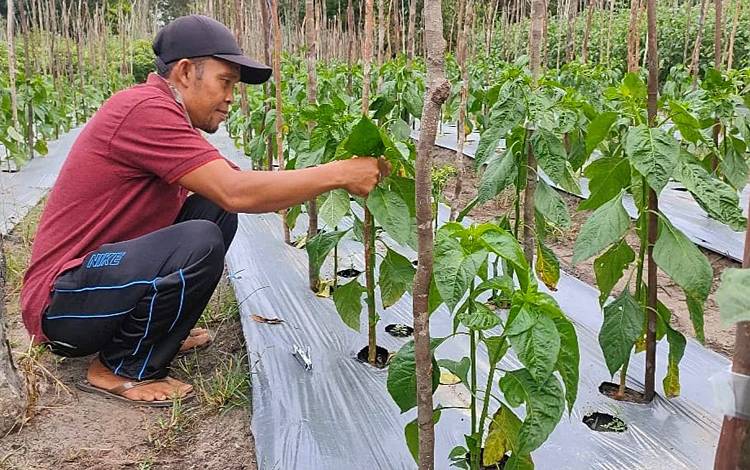 Cabe rawit varietas Kaliber yang dikembangkan Kelompok Tani Sabar Subur di Desa Siong Kabupaten Barito Timur. (FOTO: LUKMANUL CHAKIM)