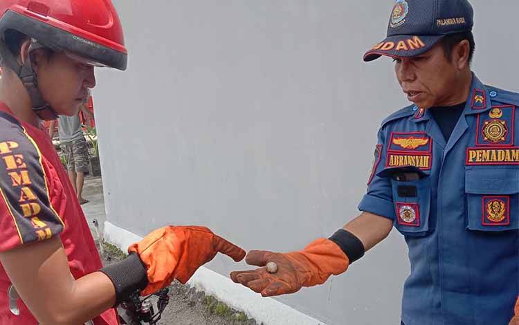 Petugas saat menunjukan telur ular yang akan dievakuasi ke tempat yang lebih aman. (FOTO: AGUS FATARONI M)