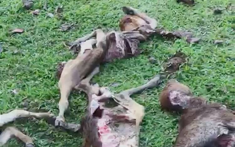 Tangkapan layar video kondisi temuan sejumlah ternak mati diduga diserang anjing hutan, di Aceh Besar, Provinsi Aceh, Sabtu (15/10/2022) (FOTO ANTARA/HO-Dinas Peternakan Aceh Besar)