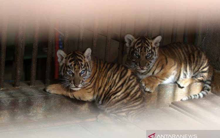 Ilustrasi - Harimau Sumatera. Antara.