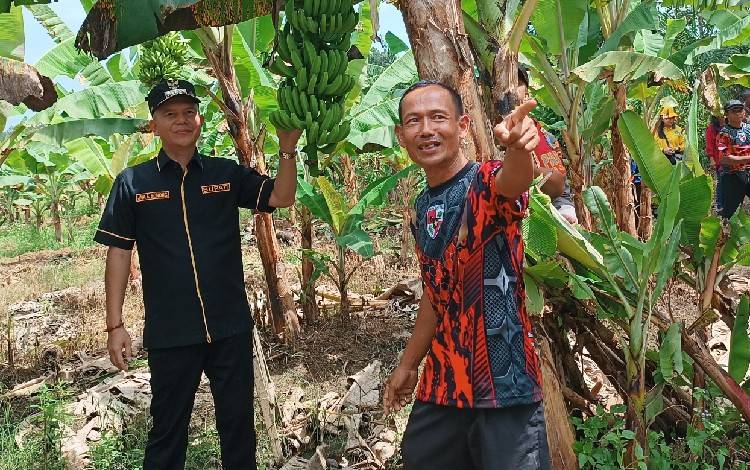 Bupati Gunung Mas Jaya S Monong bersama dengan salah satu petani setempat bernama Herman. (FOTO: RISKA YULYANA)