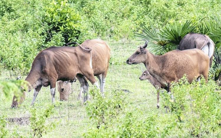 Kawanan banteng Kalimantan tertangkap kamera tengah mencari makan di sekitar hutan Belantikan Raya, Kabupaten Lamandau. (FOTO : YAYORI)