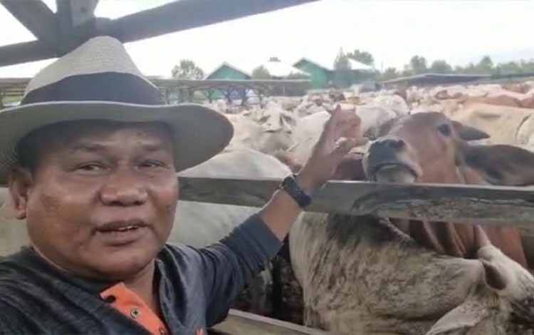 Pak Tani, Wayan Supadno menunjukkan sapi ternakannya di Pangkalan Bun Kotawaringin Barat. (FOTO: TESTI PRISCILLA)