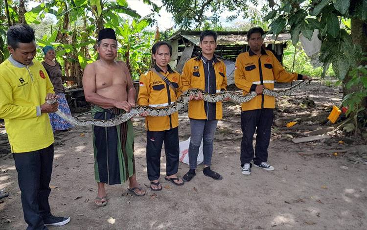 Tim Pandulima saat menunjukkan ular Sawa sepanjang 4 meter yang berhasil di evakuasi, Jumat, 3 Maret 2023.(FOTO : TIM PANDULIMA)
