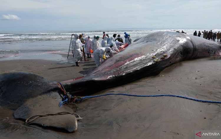 Dokter hewan melakukan nekropsi bangkai Paus Sperma (Physeter macrocephalus) yang terdampar di Pantai Yeh Leh, Jembrana, Bali, Minggu (9/4/2023). Kepala Balai Pengelolaan Sumberdaya Pesisir dan Laut (BPSPL) Denpasar Permana Yudiarso mengatakan dalam kurun waktu seminggu ada tiga kejadian paus yang terdampar dengan kondisi mati yakni Paus Bryde di Pantai Batu Lumbang, Kabupaten Tabanan pada Sabtu (1/4), Paus Sperma di Pantai Yeh Malet, Kabupaten Karangasem pada Rabu (5/4), dan Paus Sperma di Pant