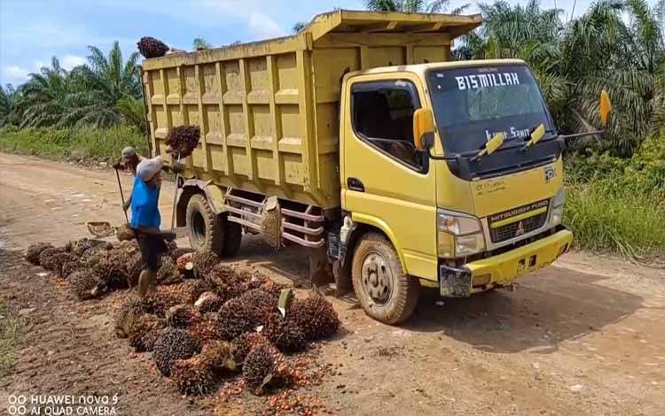 Pengangkutan tandan buah segar atau TBS di perusahaan kelapa sawit. (FOTO: TESTI PRISCILLA)
