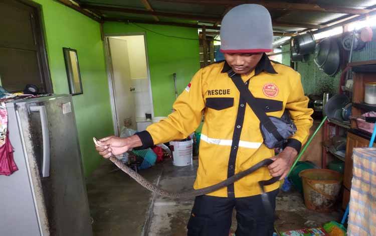 Anggota Tim Pandulima saat mengevakuasi ular tikus di?rumah warga Jalan Panenga (FOTO : PATHUR)