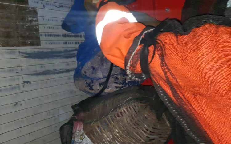 Anggota Call Center 112 Kota Palangka Raya saat mengevakuasi tawon Vespa (FOTO : Call Center 112)