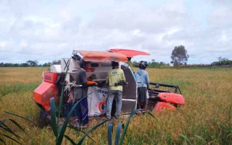 Salah satu lahan persawahan di kecamatan Seruyan Hilir yang saat ini memasuki masa panen padi. (FOTO: IST)