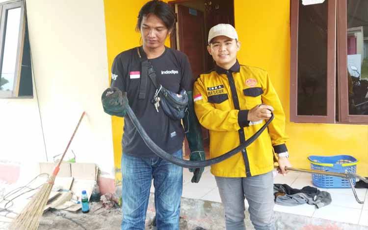 Tim Pandulima saat mengevakuasi ular kobra (Foto : Pathur)