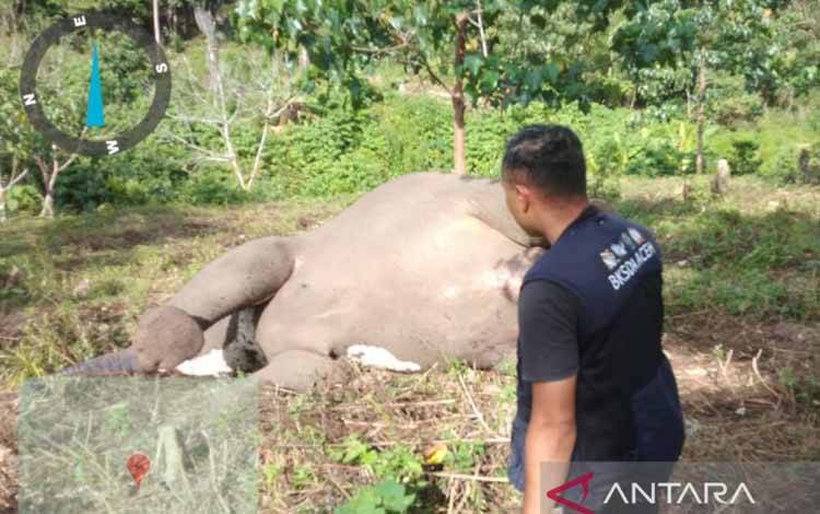 Gajah betina ditemukan mati di kawasan Karang Ampar, Kecamatan Ketol, Kabupaten Aceh Tengah, Jumat (9/6/2023). (ANTARA/HO-BKSDA Aceh)