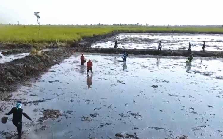 Pengembangan lahan pertanian, Wakil Gubernur Kalimantan Tengah (Kalteng), Edy Pratowo menilai semangat PENAS sejalan dengan program Pemprov Kalteng, dalam menciptakan ketahanan pangan. (FOTO: IST)