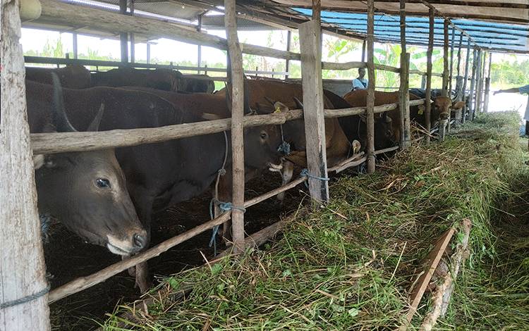 Salah satu peternakan sapi yang ada di Jalan Siti Bakar, Kota Palangka Raya. (FOTO: TESTI PRISCILLA)
