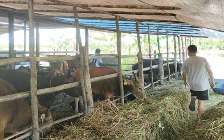 Aktivitas peternak sapi di Palangka Raya. (FOTO: IST)