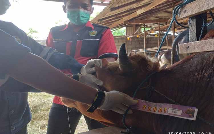Kepala Puskeswan Kota Palangka Raya, drh Eko Hari Yuwono memasang tanda hewan sehat pada seekor sapi yang ada di peternak sapi Jalan G Obos, Palangka Raya pada Senin, 19 Juni 2023.(FOTO: TESTI PRISCILLA)