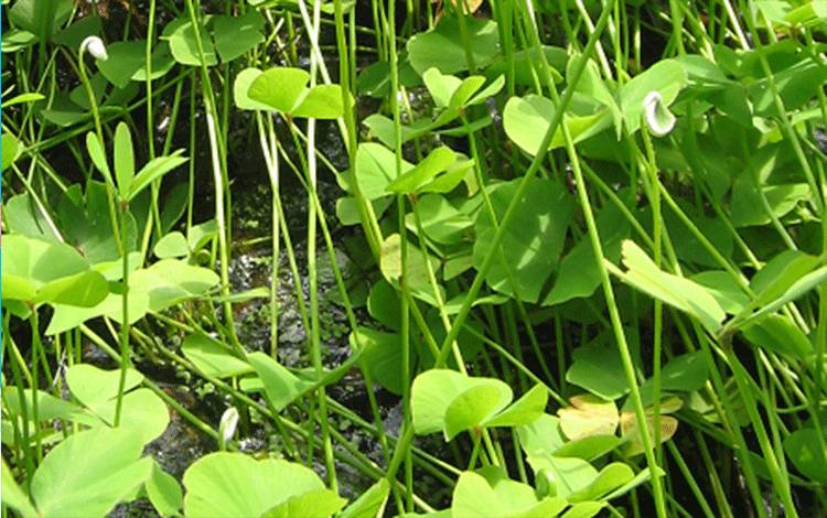 Daun Semanggi Air Mampu Perbaiki Kualitas Sperma