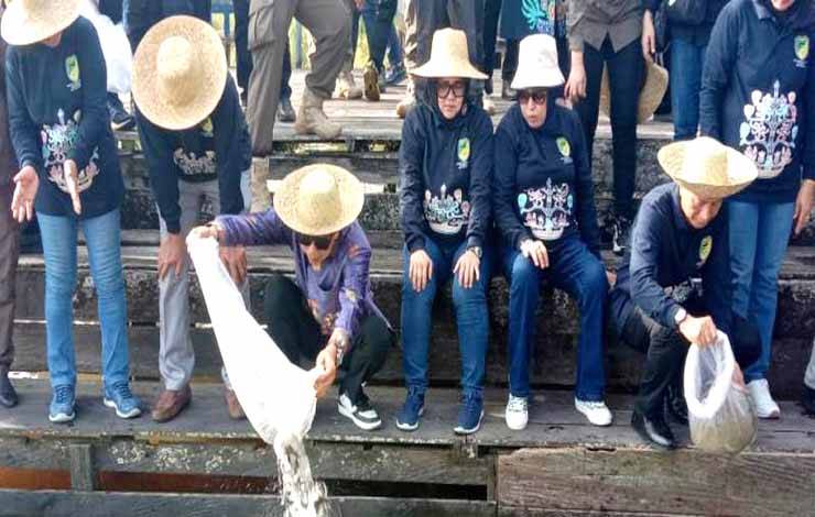 Bupati Barito Utara, Nadalsyah bersama Wakil Bupati, Ketua DPRD, Sekda, unsur FKPD?serta pejabat lainnya saat melaksanakan restocking bibit ikan di DAM Trinsing, Kecamatan Teweh Selatan. (foto: Dhani)