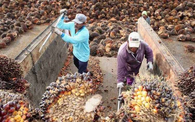 Pekerja sektor industri kelapa sawit. Perkembangan dunia usaha dinilai berbanding lurus dengan hubungan industrial. (FOTO: DISNAKERTRANS KALTENG)