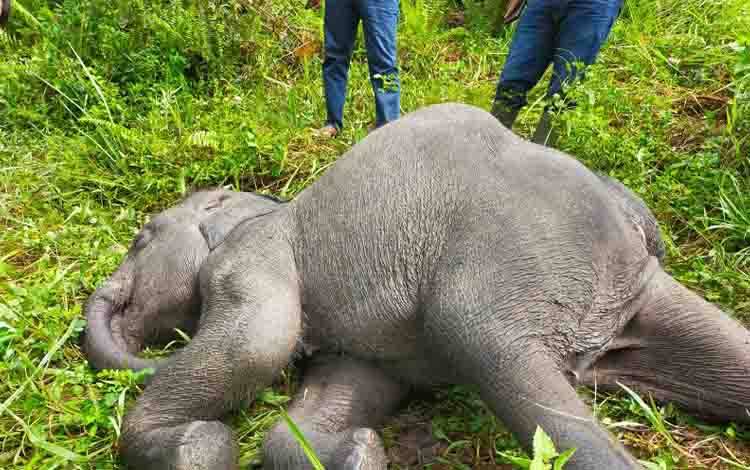 Kondisi gajah bernama Rizki yang mengalami kematian di PLG Minas, Riau, 13 Agustus 2023.(ANTARA/HO-BB KSDA RIau)