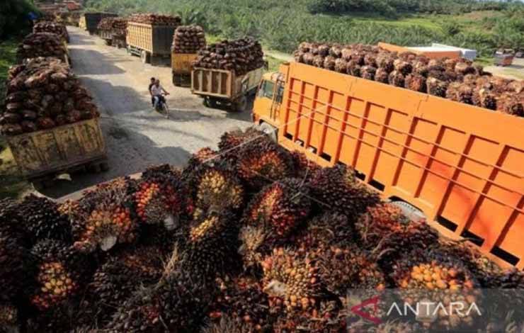 Sejumlah truk pengangkut tandan buah segar (TBS) kelapa sawit mengantre untuk pembongkaran di salah satu pabrik minyak kelapa sawit. ANTARA/Syifa Yulinnas