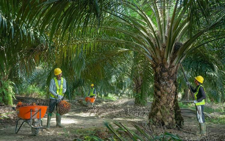 Pekerja sedang memanen TBS kelapa sawit di salah satu kebun milik PT. SSMS, Tbk. Jelang tutup tahun 2023, PT. SSMS, Tbk kembali kantongi satu sertifikat RSPO untuk unit bisnis PT. MPP. Sehingga saat ini 7 dari 8 pabrik kelapa sawit (PKS) dan 1 pabrik Palm Kernel Oil (PKO) telah mengantongi sertifikat RSPO atau sudah mencapai 90 persen