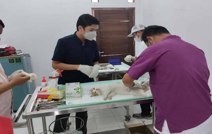 Dokter hewan melakukan Kastrasi pada kucing jantan dalam pelaksanaan WRD kemarin.(FOTO: TESTI PRISCILLA)