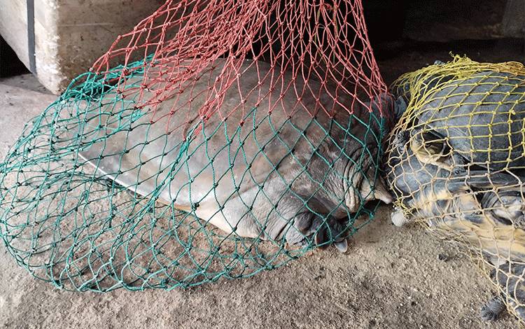 Seekor labi-labi dikurung dalam jaring dan dijual di Pasar PU Palangka Raya.(FOTO: TESTI PRISCILLA)