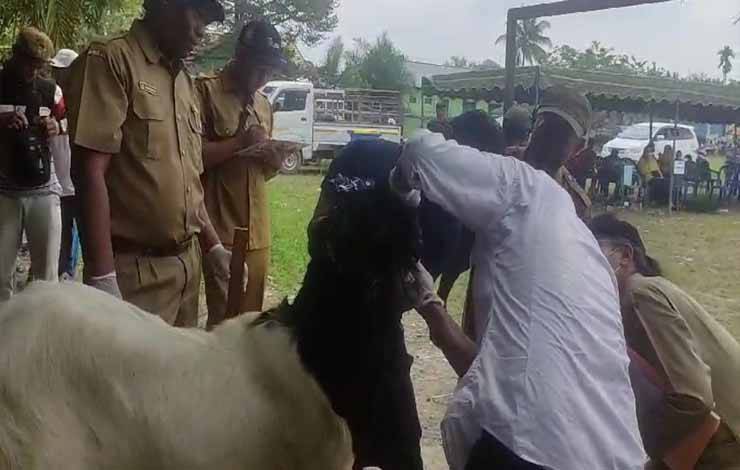 Saat dewan juri melakukan pengambilan nilai dalam Kontes Kambing Peternak 2023, di Desa Suka Makmur. (FOTO : M.TOHA)