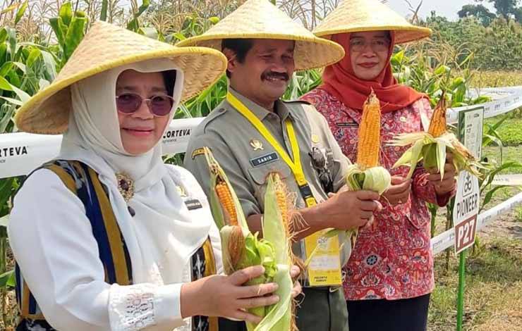 Kepala Pusat Perlindungan Varietas Tanaman dan Perizinan Pertanian Kementerian Pertanian, Leli Nuryati, menunjukkan hasil tanaman jagung yang berhasil ditanam di tengah cuaca ekstrem di Kebun Pemeriksaan Substantif Perlindungan Varietas Tanaman Dataran Rendah, di Kecamatan Mojosari, Kabupaten Mojokerto. ANTARA/HO-Kementan